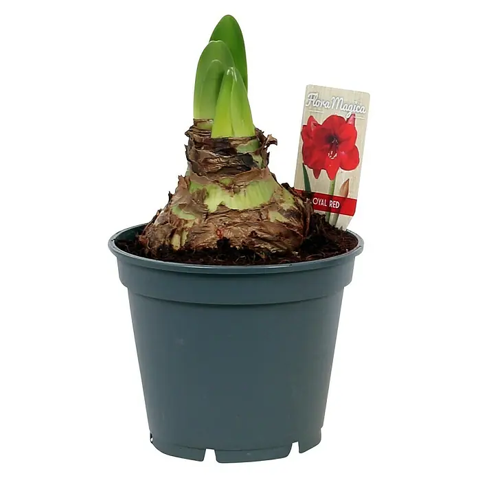 Piardino Amaryllis - Hippeastrum hybride, Topfgröße: 17 cm, Blütenfarbe: Sortenabhängig - Vorderansicht
