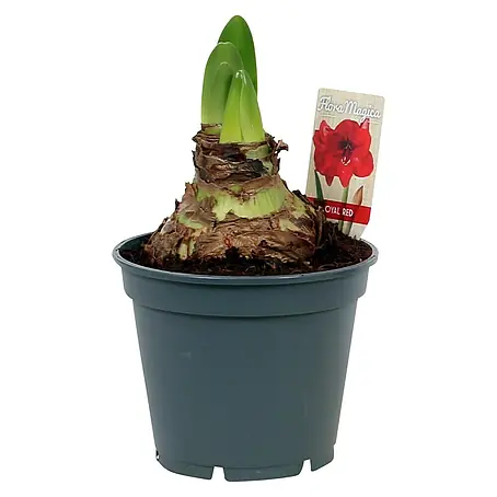 Piardino  Amaryllis