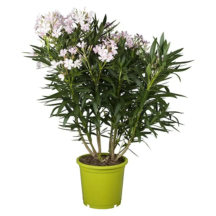 Piardino Oleander - Nerium oleander, Topfgröße: 24 cm, Blütenfarbe: Sortenabhängig - Vorderansicht