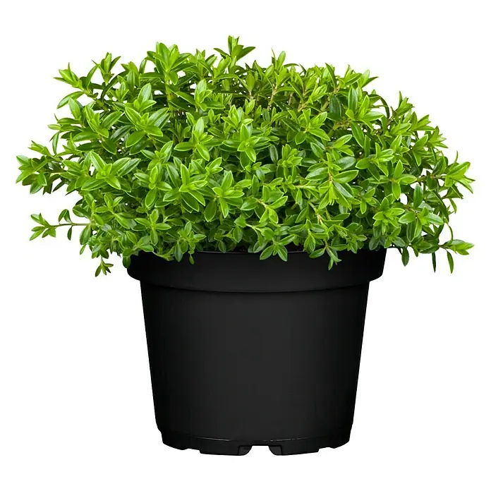 Piardino Strauchveronika - Hebe 'Green Globe', Topfgröße: 12 cm, Blau/Violett - Vorderansicht