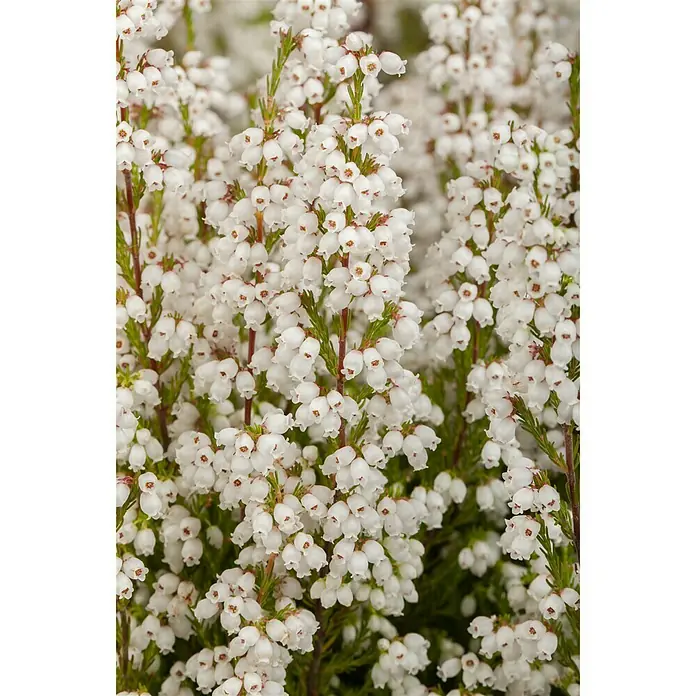 Piardino Glockenheide - Erica gracilis, Weiß - Detailaufnahme