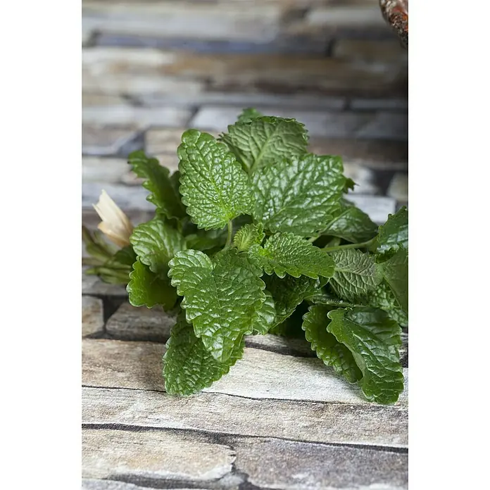 Piardino Zitronenmelisse Bio - Melissa officinalis Relax, Topfgröße: 12 cm - Stimmungsaufnahme