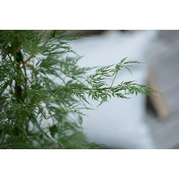 Piardino Arce japonés - Acer palmatum 'Dissectum' - Primer plano