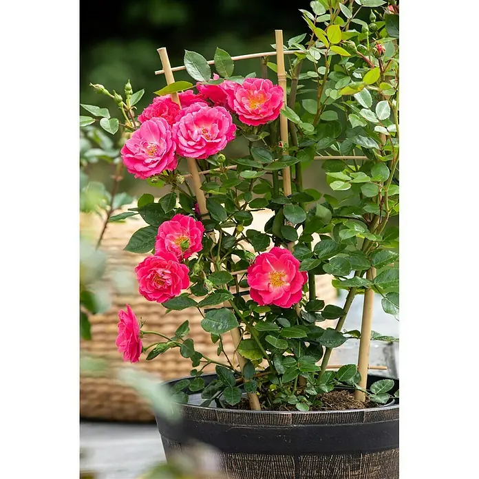 Piardino Kletterrose - Rosa 'Courtyard', Topfgröße: 21 cm, Rosa - Stimmungsaufnahme