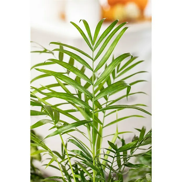 Piardino Bergpalme - Chamaedorea elegans, Topfgröße: 12 cm - Detailaufnahme