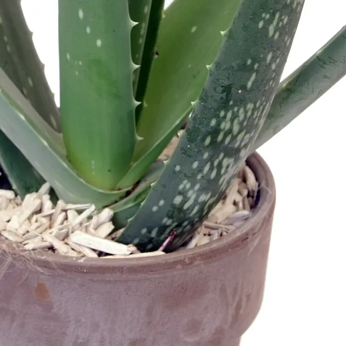 Piardino Aloe vera - Aloe Vera, Topfgröße: 11 cm - Detailaufnahme