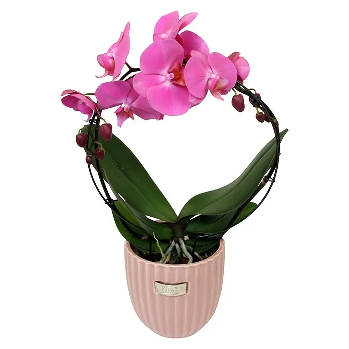 Piardino Schmetterlingsorchidee - Phalaenopsis Hybride, Topfgröße: 12 cm, Sortenabhängig, Aufrecht - Vorderansicht
