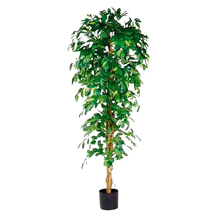Planta artificial Ficus Benjamina - Altura: 180 cm, Verde, Plástico