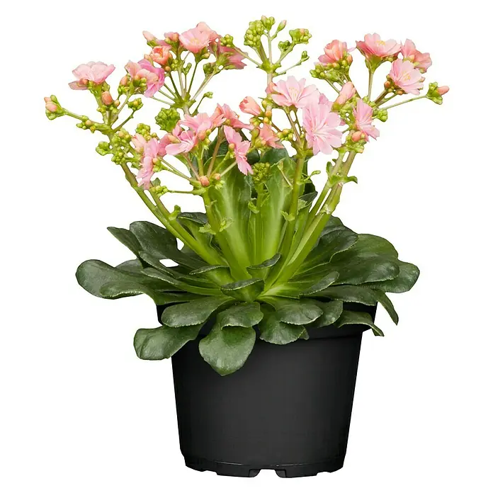 Piardino Gewöhnliche Bitterwurz - Lewisia cotyledon, Topfgröße: 13 cm, Sortenabhängig - Vorderansicht