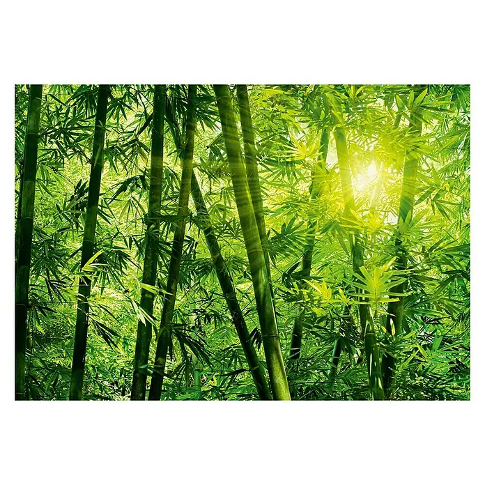Fotomural Bamboo Forest - An x Al: 366 x 254 cm, Papel