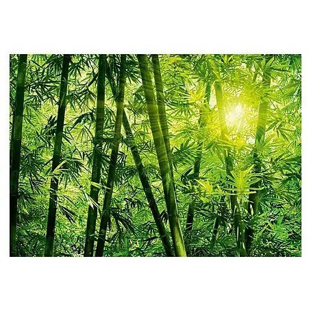 Fotomural Bamboo Forest