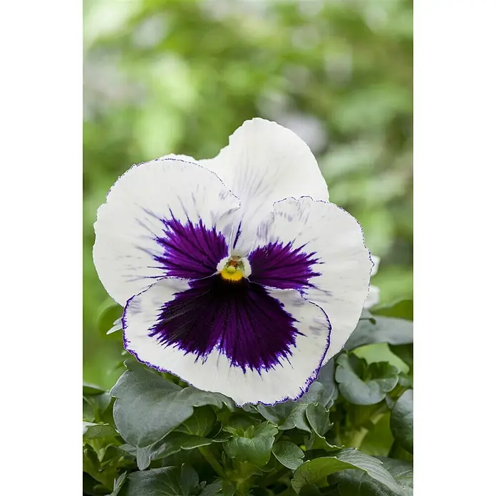 Piardino Garten-Stiefmütterchen - Viola F1, Topfgröße: 9 cm, Sortenabhängig - Detailaufnahme
