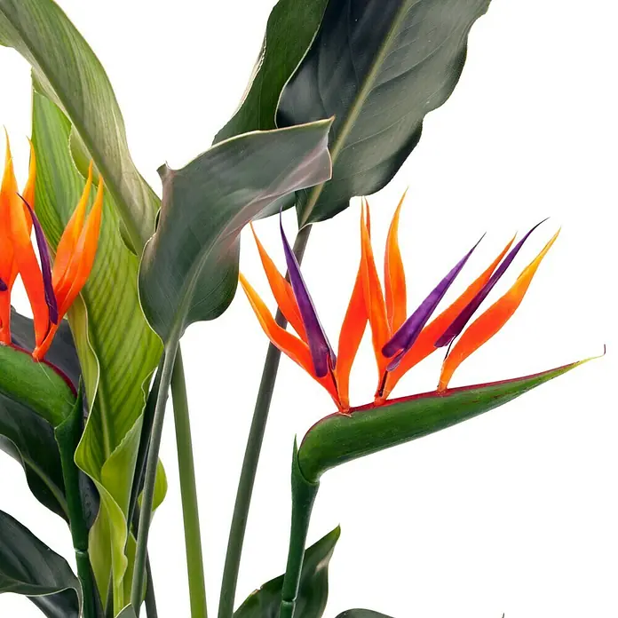 Piardino Königs-Strelitzie - Strelitzia reginae, Topfgröße: 17 cm, Blütenfarbe: Orange - Detailaufnahme