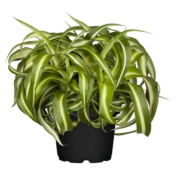 Piardino Grünlilie - Chlorophytum comosum Bonnie, Topfgröße: 12 cm, Blattfarbe: Grün/Weiß - Vorderansicht