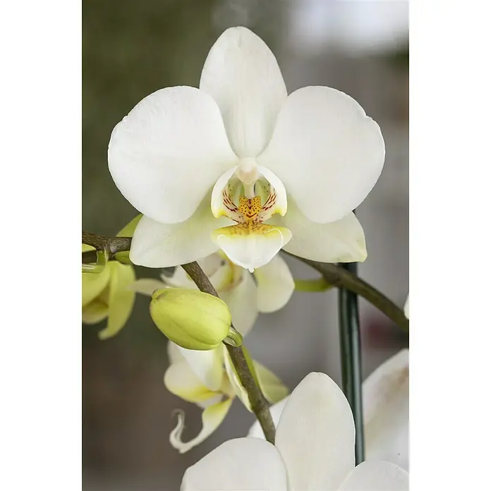 Piardino Schmetterlingsorchidee - Phalaenopsis Hybride Multiflora, Topfgröße: 12 cm, Weiß, Anzahl Triebe: 2 Stk., Aufrecht - Detailaufnahme