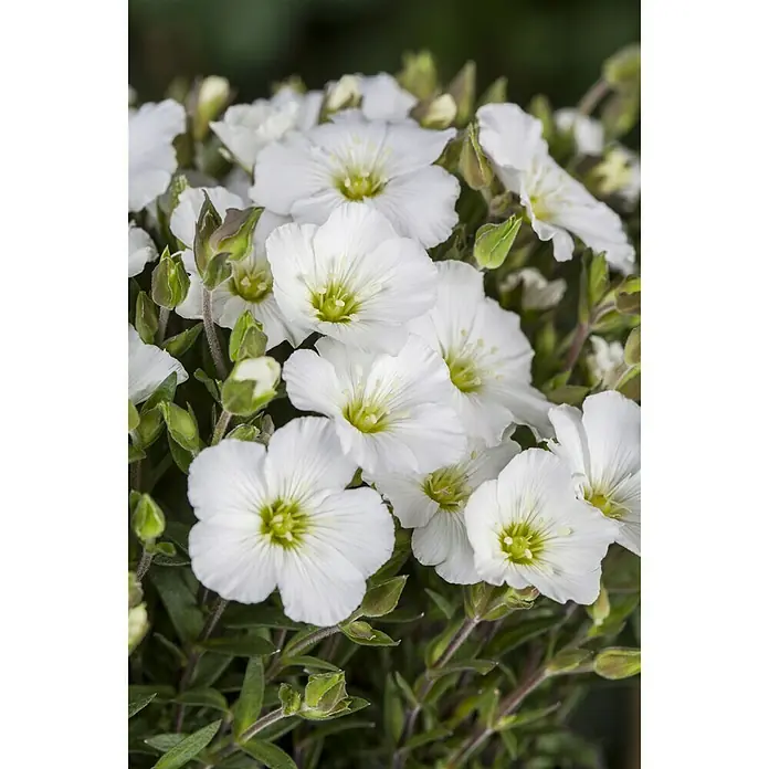 Piardino Berg-Sandkraut in Sorten - Arenaria montana, Topfgröße: 13 cm, Weiß - Detailaufnahme
