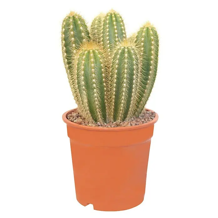 Cactus - Cactaceae, Tamaño de maceta: 9 cm - Vista frontal