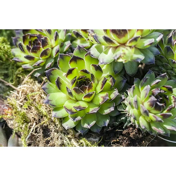 Hauswurz - Sempervivum 'Chick Charms', Topfgröße: 12 cm, Grün - Stimmungsaufnahme