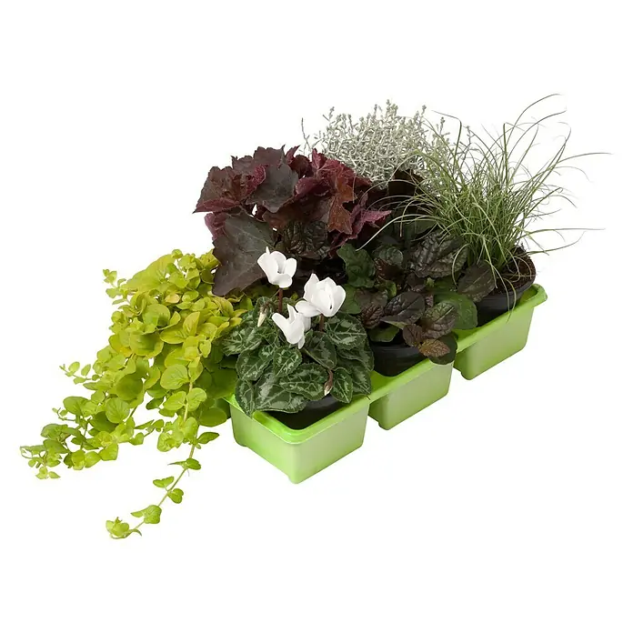 Piardino Pflanzen-Mix Herbstschönheiten - Herbstschönheiten 6-er Pack, Topfgröße: 9 cm, Gemischt - Vorderansicht
