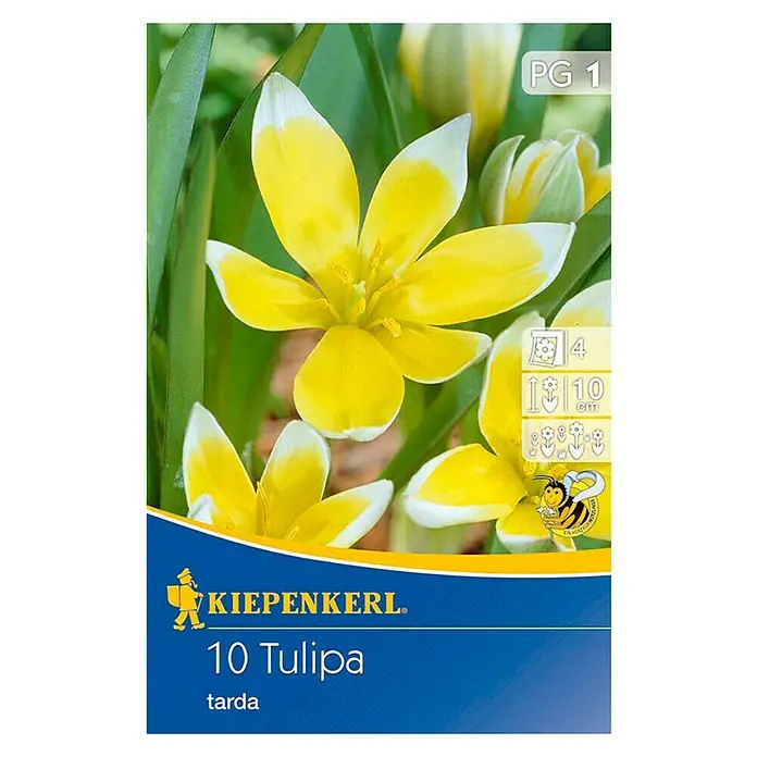 Kiepenkerl Frühlingsblumenzwiebeln Tulpe - Tulipa tarda, 10 Stk. - Vorderansicht