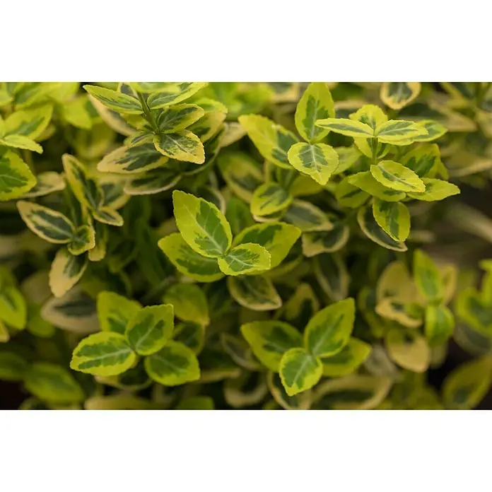 Piardino Spindelstrauch Emerald Gold - Euonymus fortunei 'Emerald Gold', Gelb/Grün - Detailaufnahme
