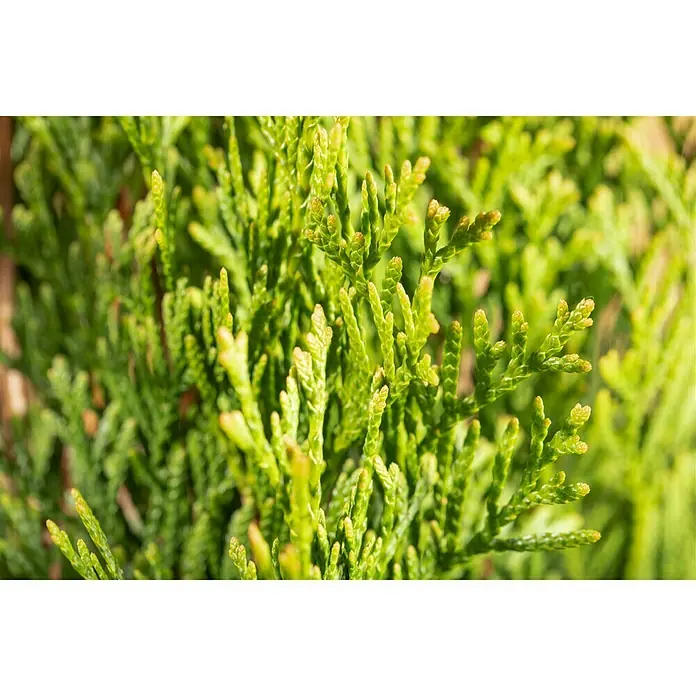 Piardino Lebensbaum 'Smaragd' - Thuja occidentalis, Topfgröße: 23 cm - Detailaufnahme