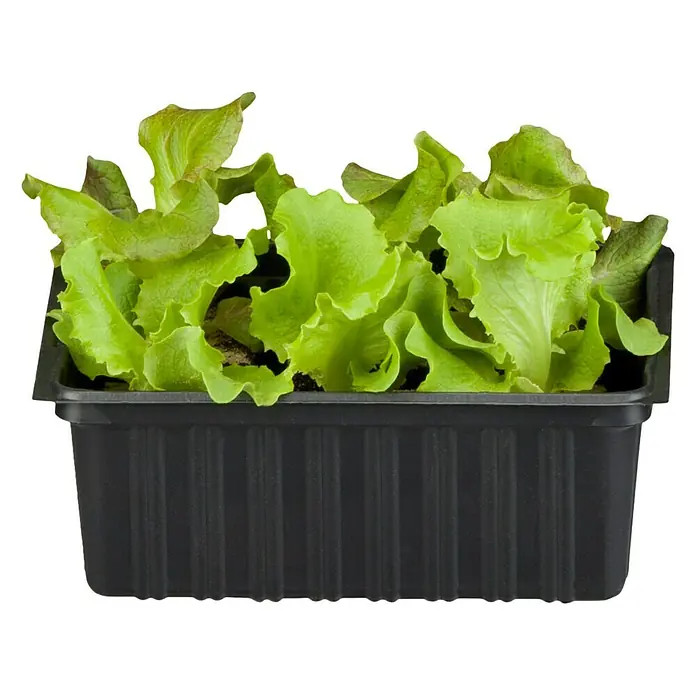 Kopfsalat Grazer Krauthäuptel - Lactuca sativa var. capitata, Erntezeit: April - Vorderansicht