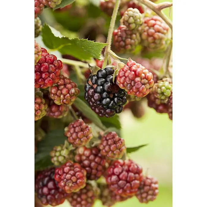 Piardino Brombeere Thornless Evergreen - Rubus fruticosus, Erntezeit: August - Oktober - Detailaufnahme