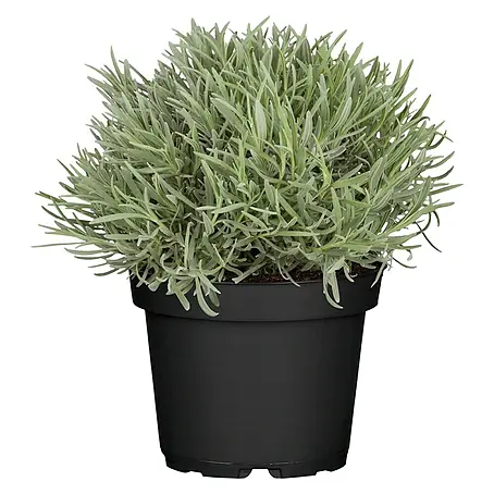 Piardino  Lavendel