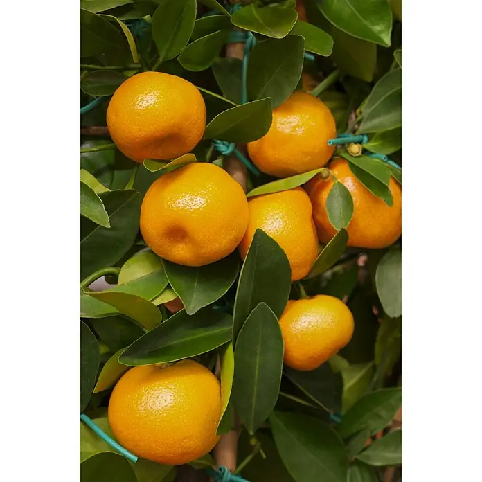 Piardino Calamondin-Orange - Citrofortunella microcarpa, Topfgröße: 20 cm - Detailaufnahme
