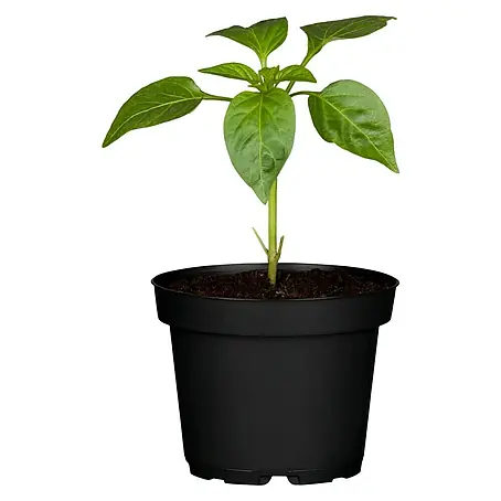 Paprika