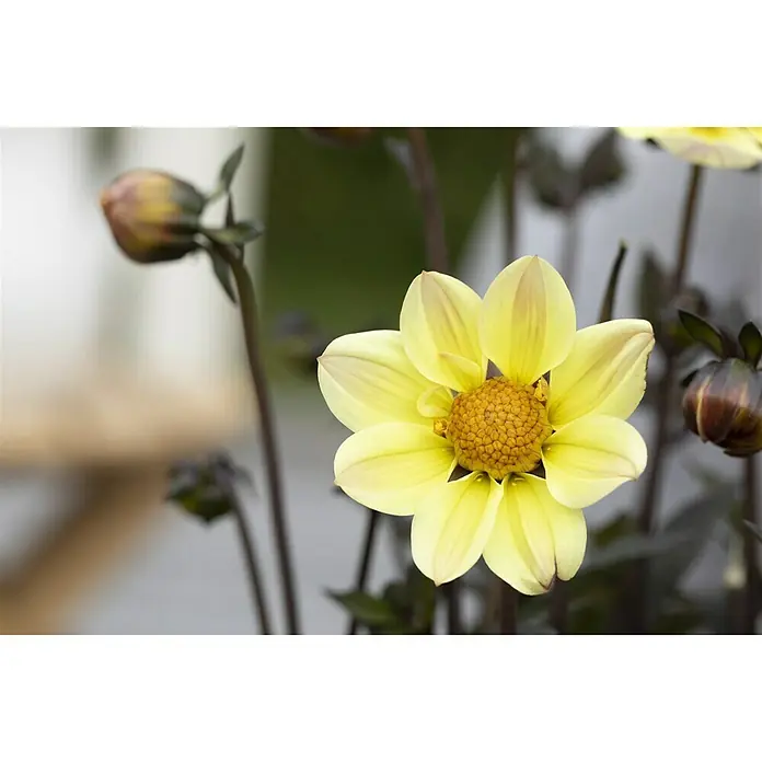 Piardino Dahlie 'Happy Days' - Dahlia "Happy Days" - Detailaufnahme