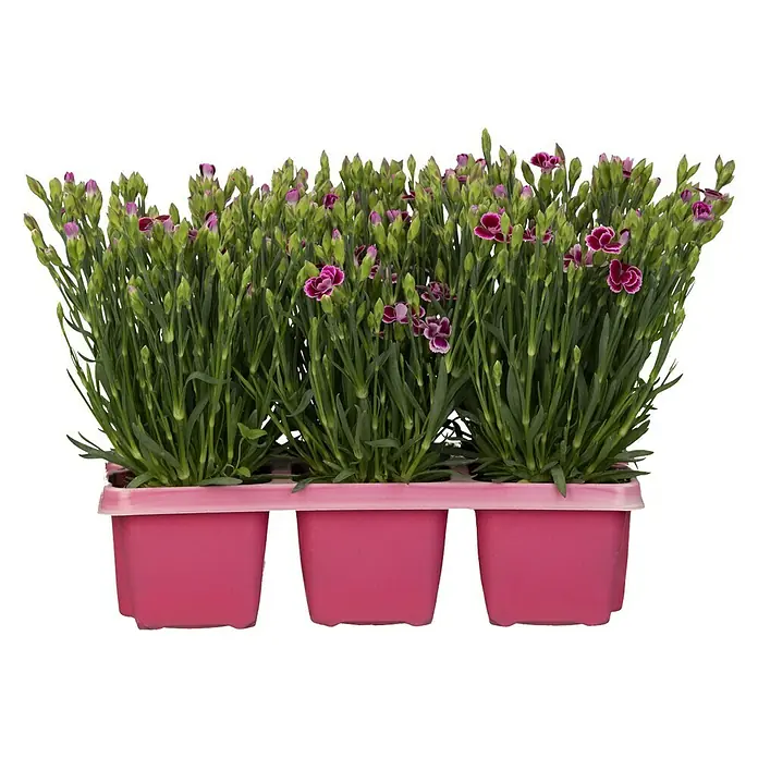 Piardino Gartennelke 6er Tray - Dianthus caryophyllus 'Pink Kisses', Blütenfarbe: Sortenabhängig - Vorderansicht