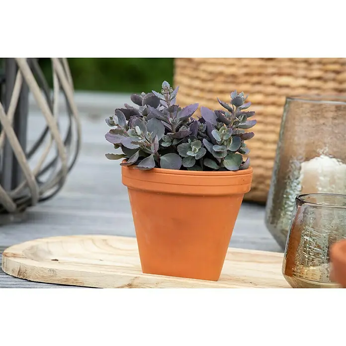 Piardino Garten-Fettblatt - Sedum cauticola Red Canyon - Stimmungsaufnahme