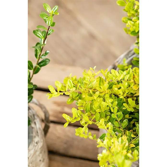 Piardino Bergilex - Ilex crenata Golden Gem, Topfgröße: 17 cm - Detailaufnahme
