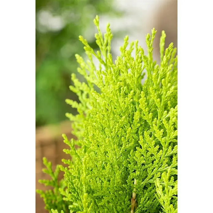 Piardino Koniferen-Mix Aufrecht - Coniferales Hybride, Topfgröße: 13 cm - Detailaufnahme