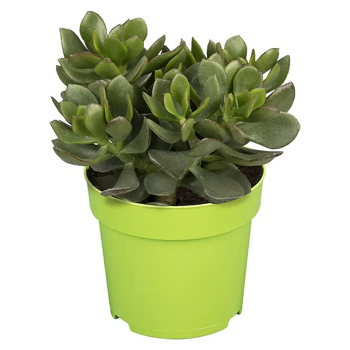 Piardino Dickblatt - Crassula arborescens Minova Magic, Topfgröße: 12 cm, Blattfarbe: Grün - Vorderansicht
