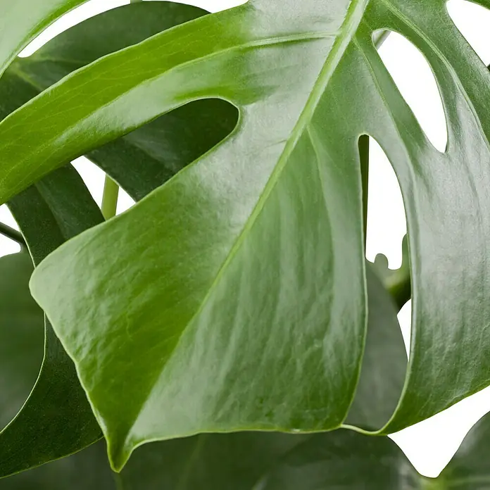 Piardino Fensterblatt - Monstera deliciosa, Topfgröße: 21 cm - Detailaufnahme