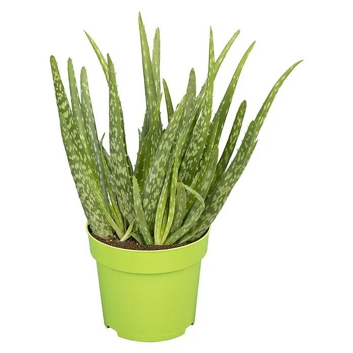 Piardino Aloe vera - Aloe Vera, Topfgröße: 12 cm - Vorderansicht