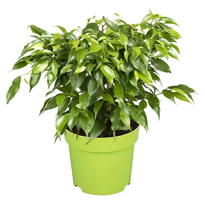 Piardino Birken-Feige - Ficus benjamina 'Nastasja', Topfgröße: 12 cm - Vorderansicht