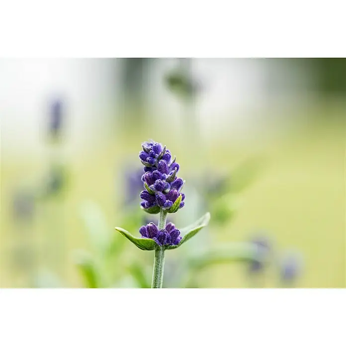 Piardino Lavendel Duo - Lavandula angustifolia, Sortenabhängig - Detailaufnahme