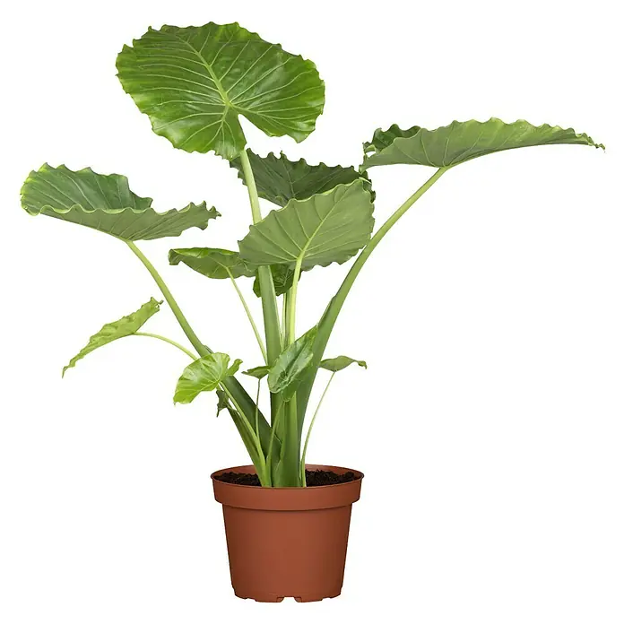 Piardino Elefantenohr - Alocasia zebrina - Vorderansicht