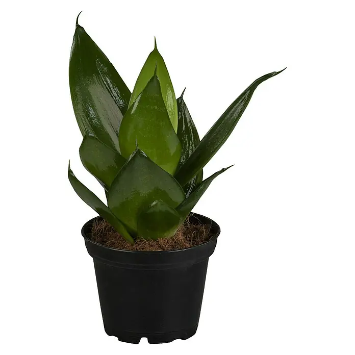 Piardino Bogenhanf Minis - Sansevieria, Topfgröße: 7 cm, Gelb-Grün - Vorderansicht