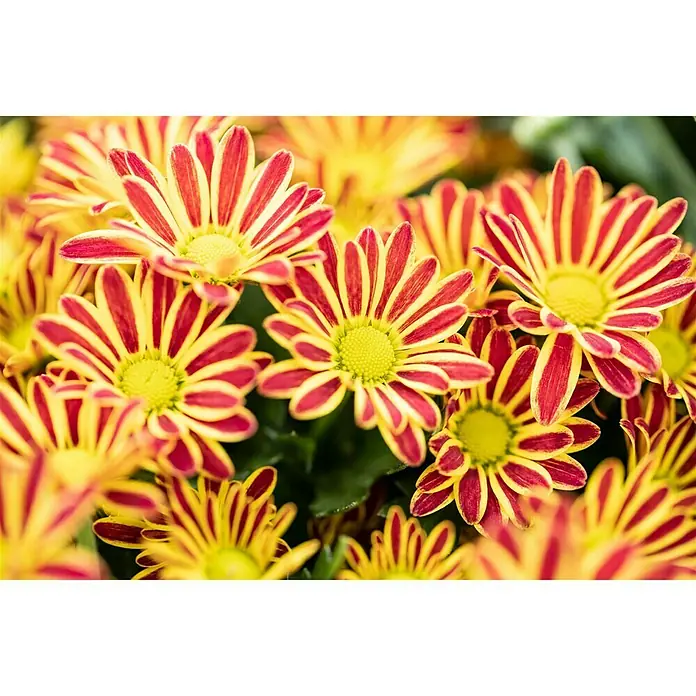 Piardino Herbst-Chrysantheme Swifty - Dendranthema indicum Swifty, Topfgröße: 12 cm, Sortenabhängig, Rot - Detailaufnahme
