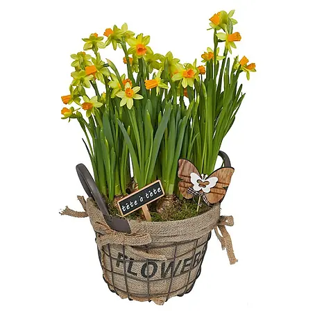 Piardino  Pflanzenarrangement
