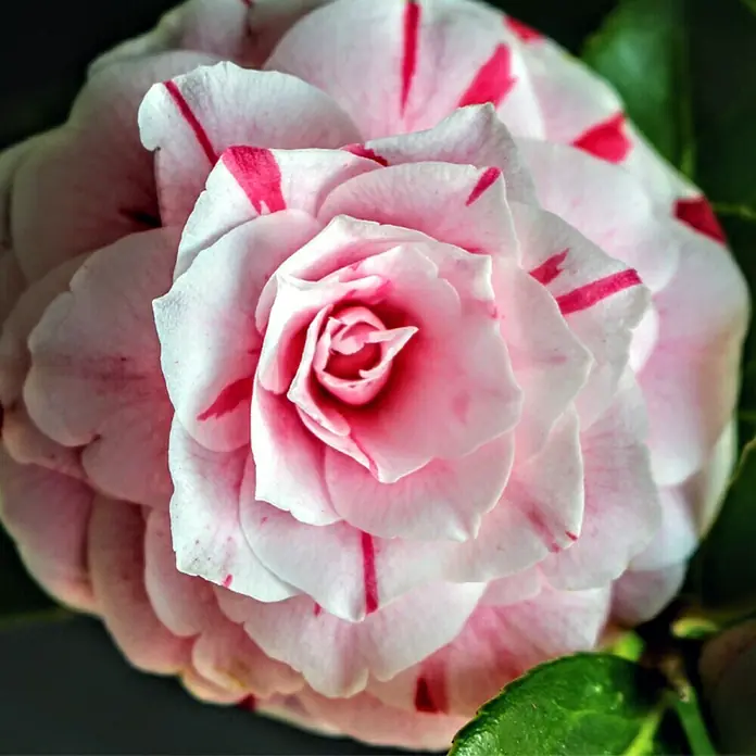 Piardino Japanische Kamelie - Camellia japonica, Topfgröße: 13 cm, Blütenfarbe: Sortenabhängig - Detailaufnahme