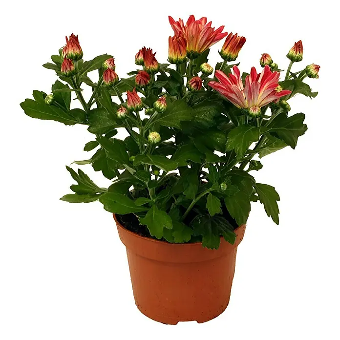 Piardino Herbst-Chrysantheme - Chrysanthemum x grandiflorum Artist pink, Topfgröße: 12 cm, Rosa - Vorderansicht