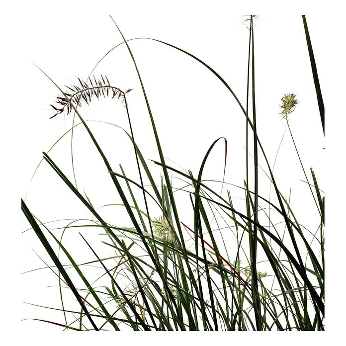 Piardino Federborstengras - Pennisetum compressum Hameln, Topfvolumen: 4 l, Grün - Detailaufnahme