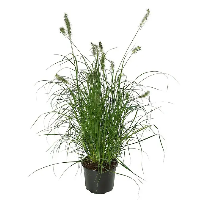 Piardino Federborstengras - Pennisetum compressum Hameln, Topfvolumen: 4 l, Grün
