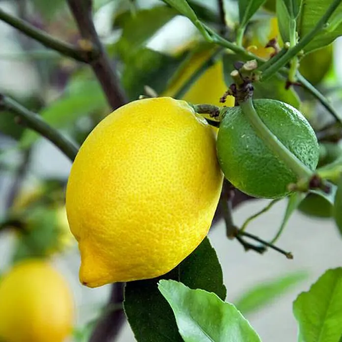 Piardino Zitronenbaum - Citrus limon, Topfgröße: 20 cm - Detailaufnahme